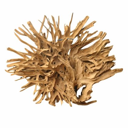 Blooming teak root
