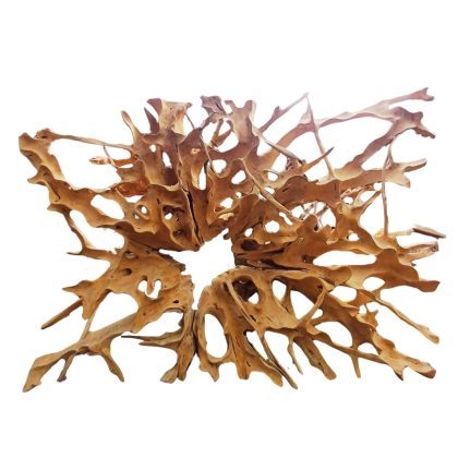 Blooming teak root